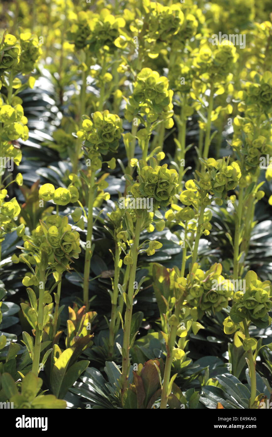Holz-Wolfsmilch - Euphorbia amygdaloides Stockfoto