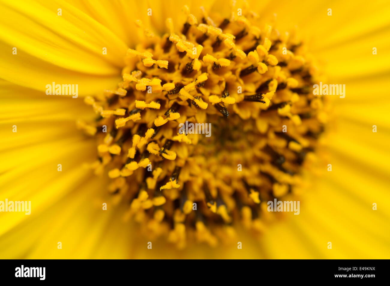 Thinleaf Sonnenblume - Helianthus decapetalus Stockfoto