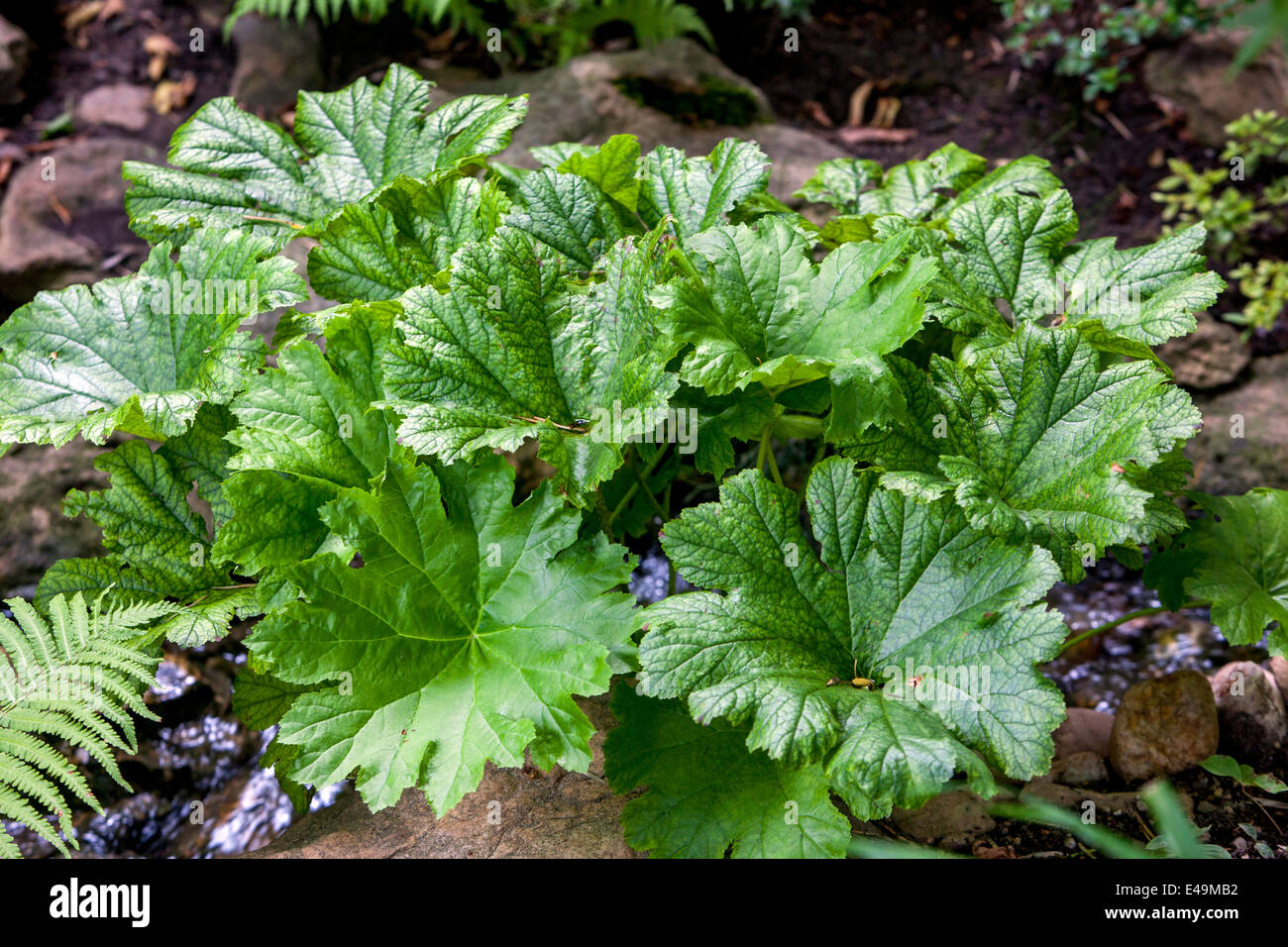 Darmera peltata große Blätter Pflanzen für einen schattigen Bereich und sind am besten in schweren, feuchten Böden. Es ist auch eine gute Wahl als marginale Pflanze Stockfoto