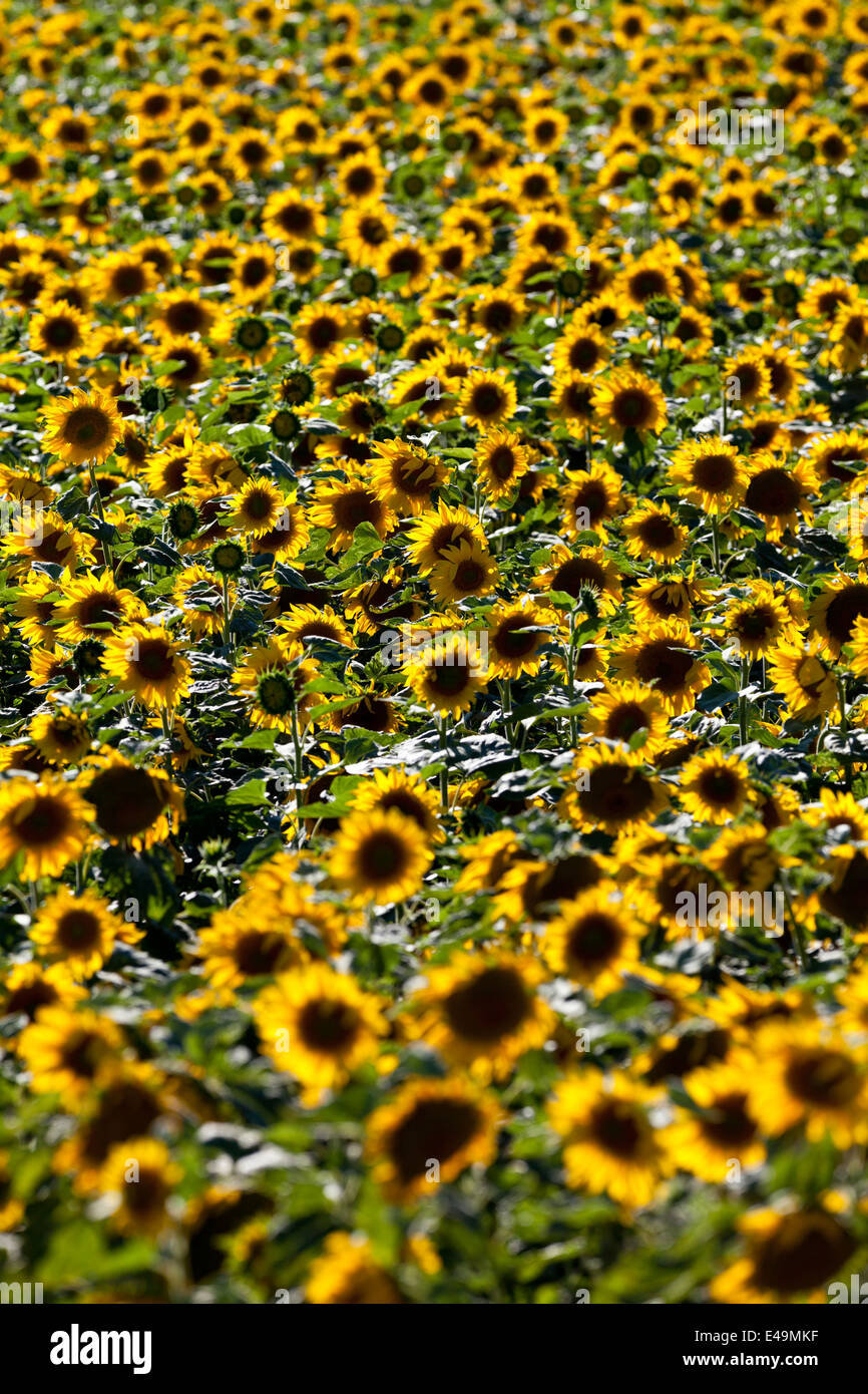 Schweiz, Sonnenblumenfeld, Helianthus annuus Stockfoto