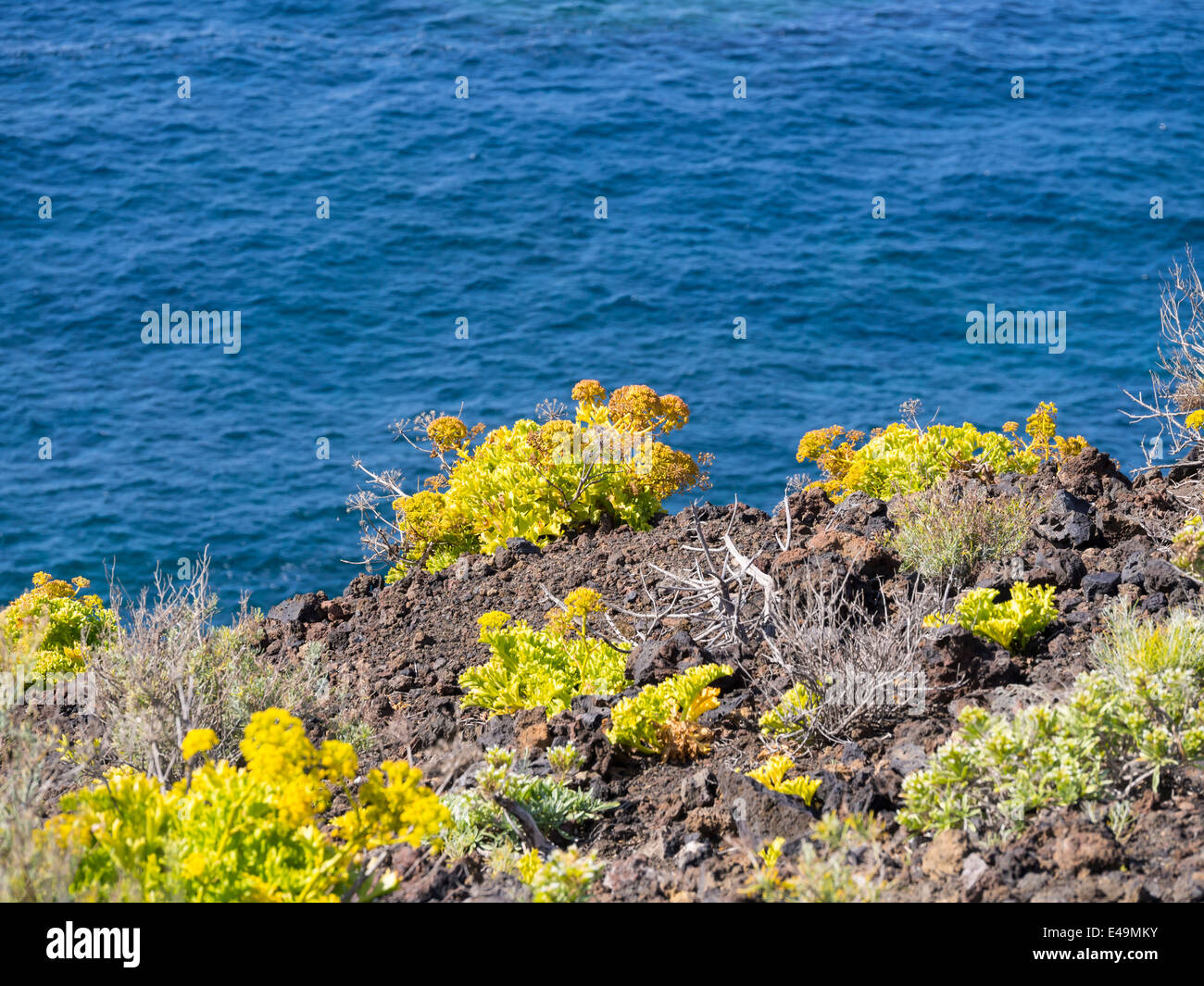 Spanien, Kanarische Inseln, La Palma, Pionier Arten am Kliffufer Stockfoto