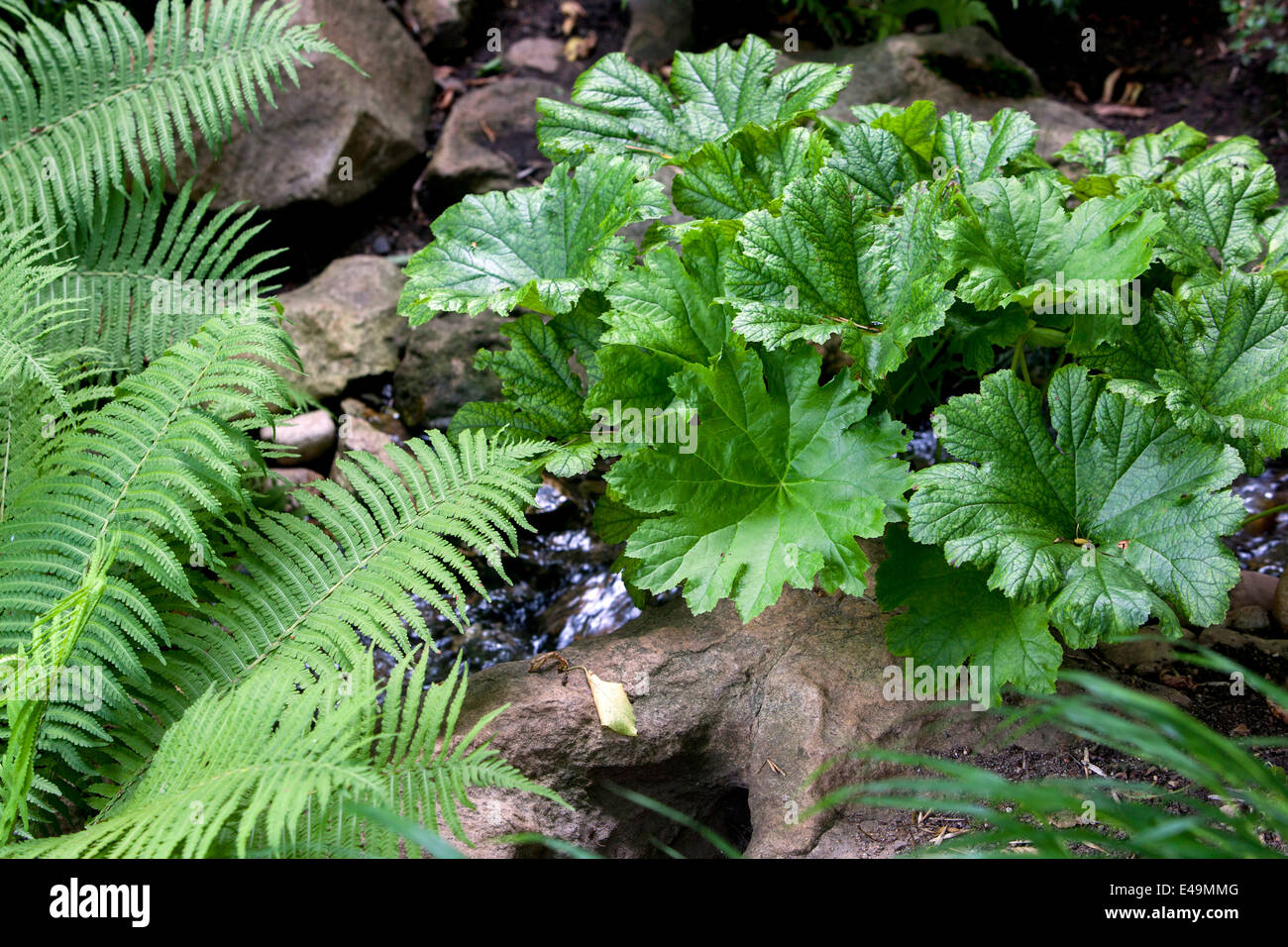 Darmera peltata Pflanze für ein schattiges Gebiet und tut sich am besten in schweren, nassen Böden. Es ist auch eine gute Wahl als Randpflanze, Farngarten Stockfoto