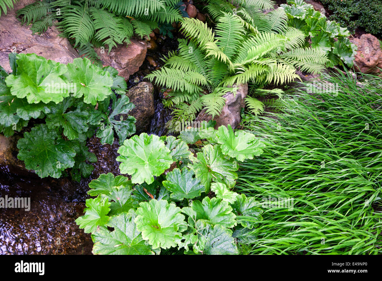 Darmera peltata Farne, Pflanzen für einen schattigen Garten Stream Bank Szene, nasser Boden. Es ist auch eine gute Wahl als marginale Pflanzen Stockfoto