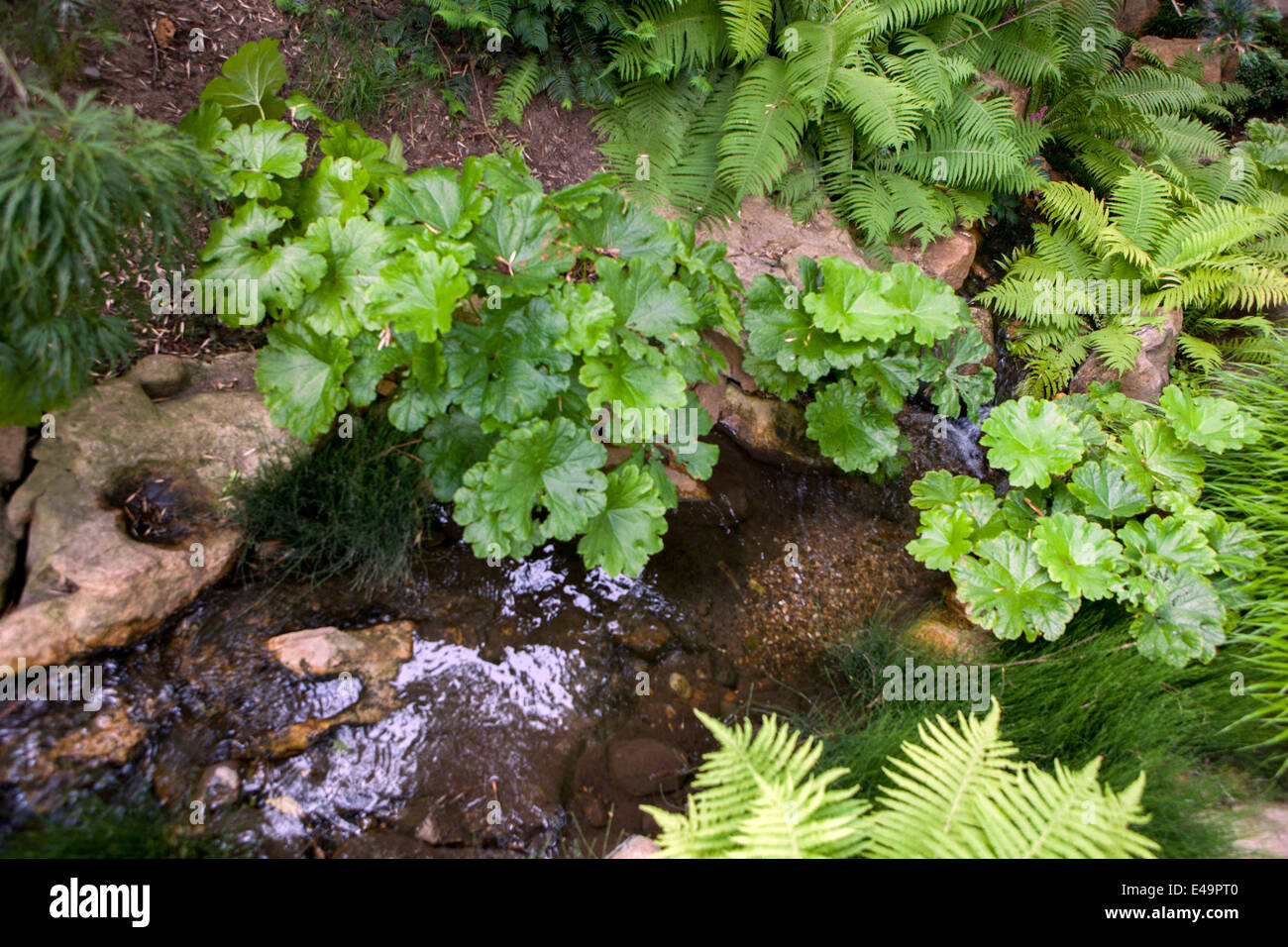 Darmera peltata Pflanze für ein schattiges Gebiet und tut sich am besten in schweren, nassen Böden. Es ist auch eine gute Wahl als marginale Pflanze Stockfoto