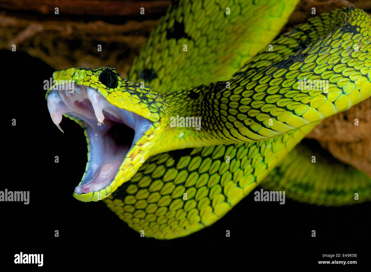 Snake Attack! Stockfoto