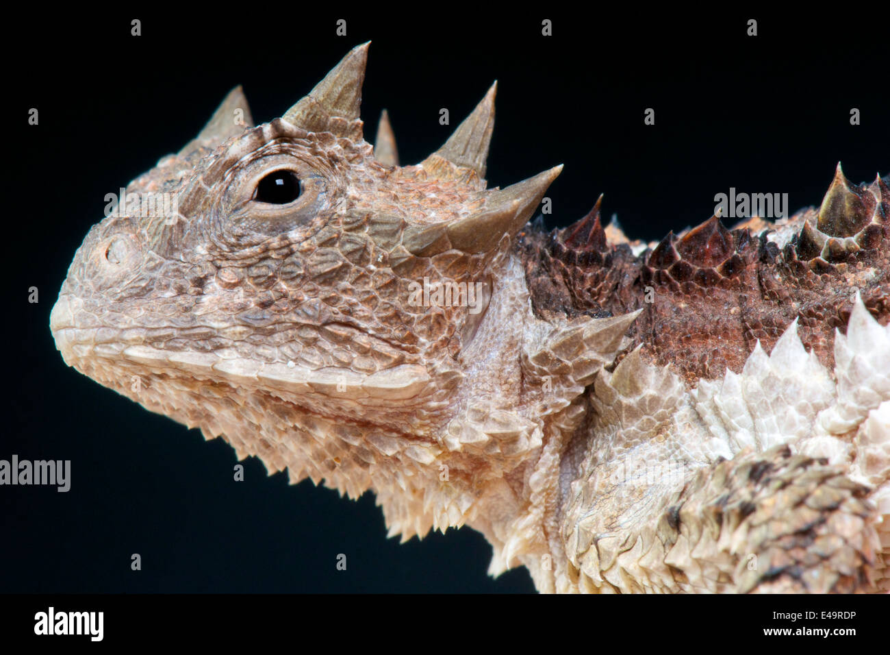 Riesige Krötenechsen / Phrynosoma Asio Stockfoto