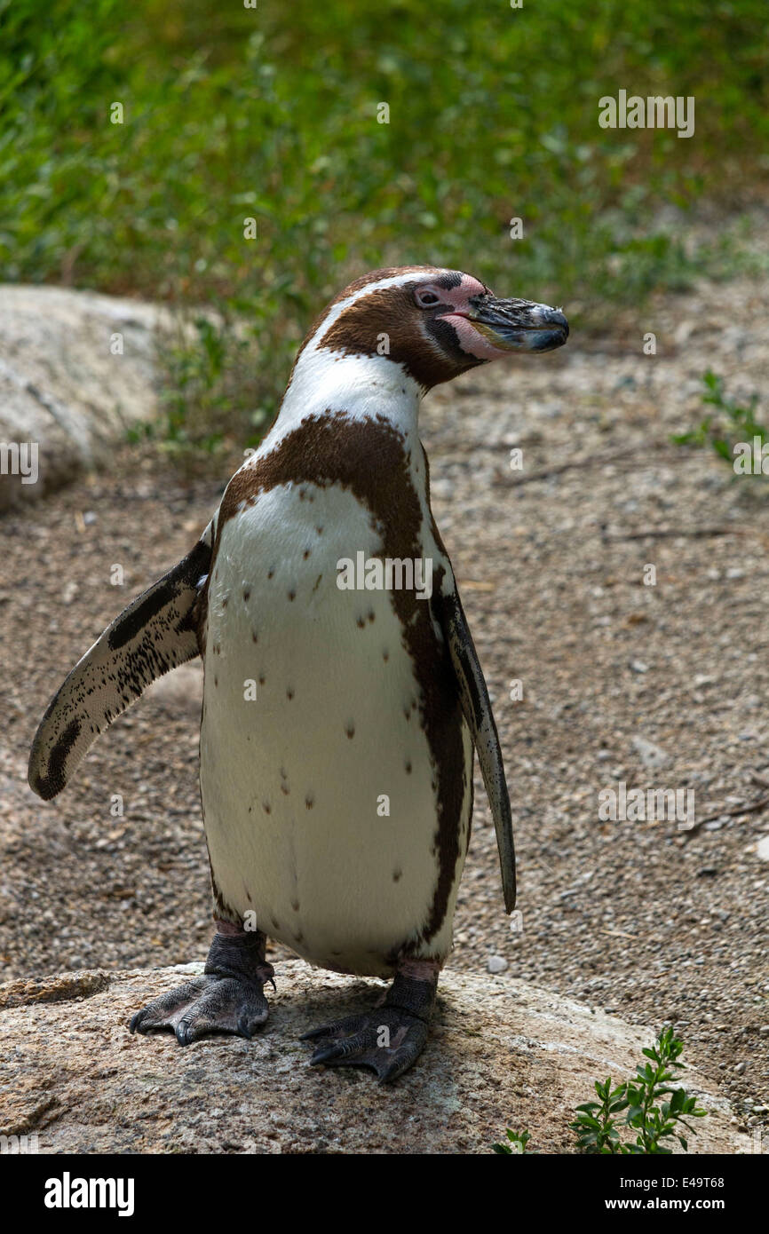 Berliner Pinguin oder peruanische Pinguin (Spheniscus Humboldti), Hellabrunn Zoo, München, Oberbayern, Deutschland, Europa. Stockfoto