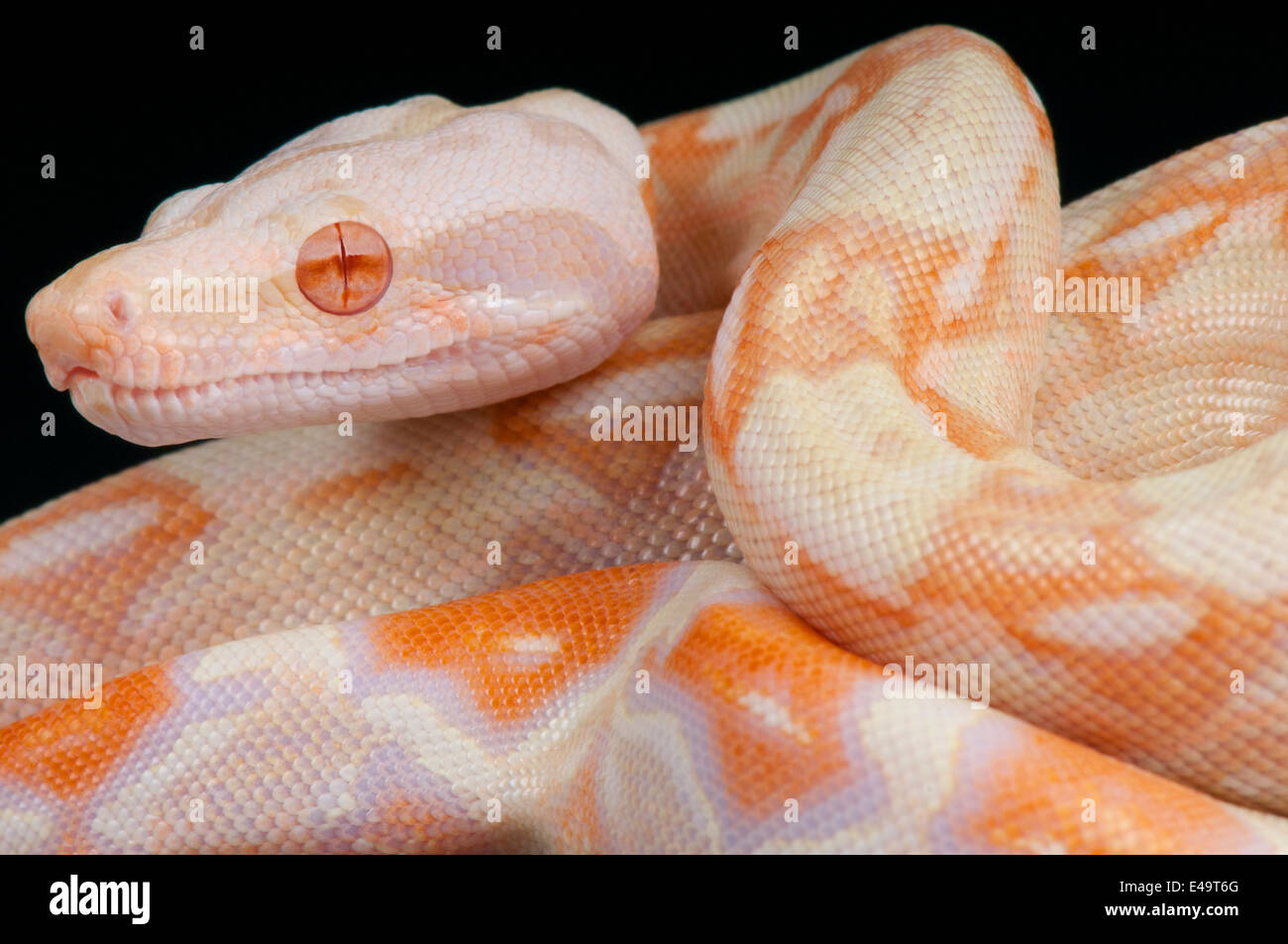 Albino-Schlange / Boa Constrictor Stockfoto