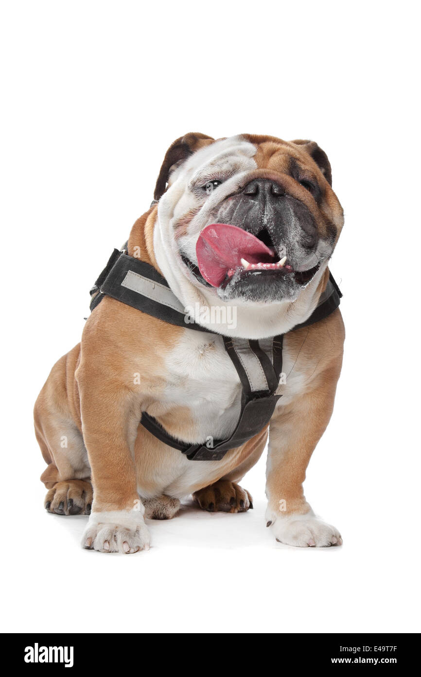 Englische Bulldogge Stockfoto