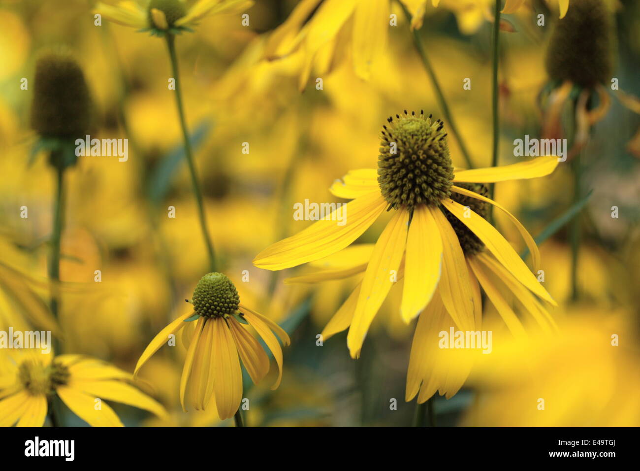 Rudbeckia Lanciniata 'Goldquelle' Stockfoto