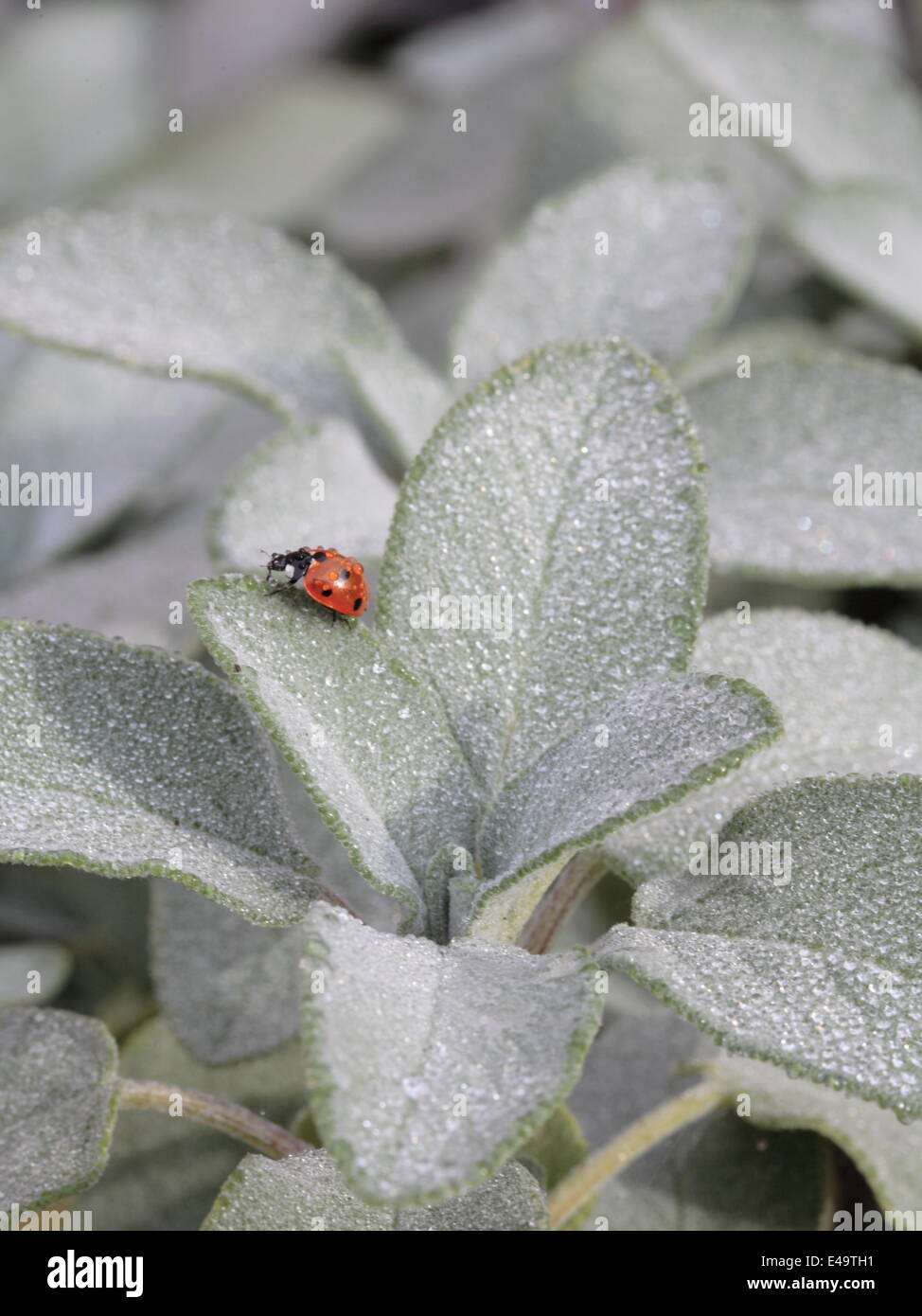 Garten-Salbei - Salvia Officinalis "Berggarten" Stockfoto