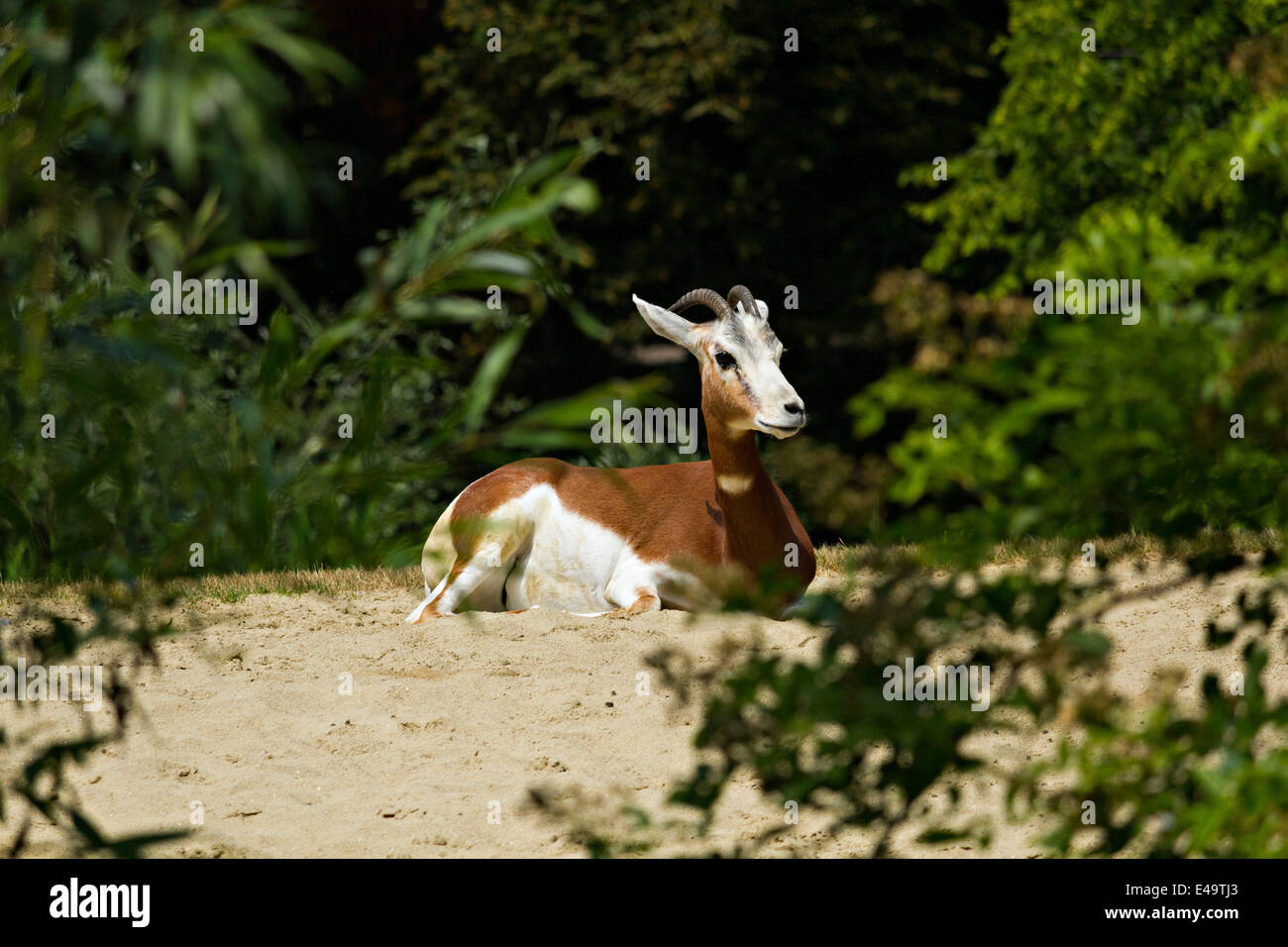 Dama Gazelle (Gazelle Dama) ruhen im Sand Patch, Hellabrunn Zoo, München, Oberbayern, Deutschland, Europa. Stockfoto