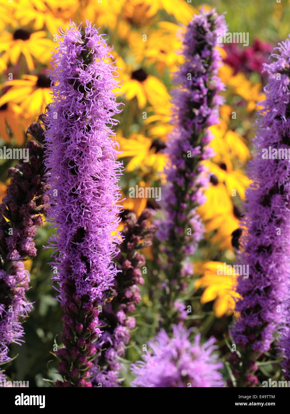 Dichten Blazing Star - Liatris spicata Stockfoto