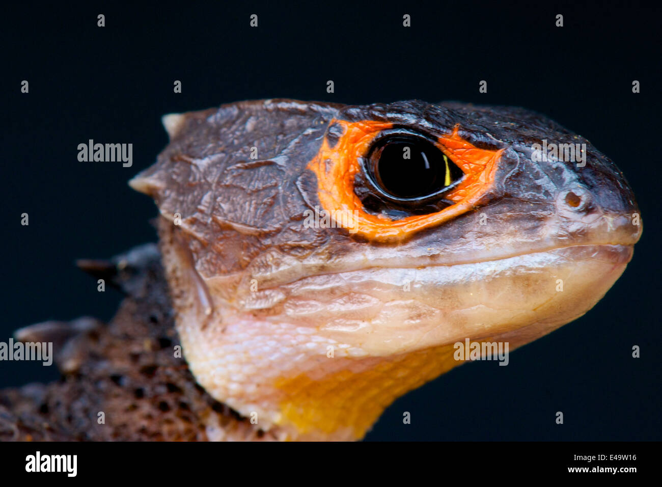 Crocodile Skink / Tribolonotus Gracilis Stockfoto