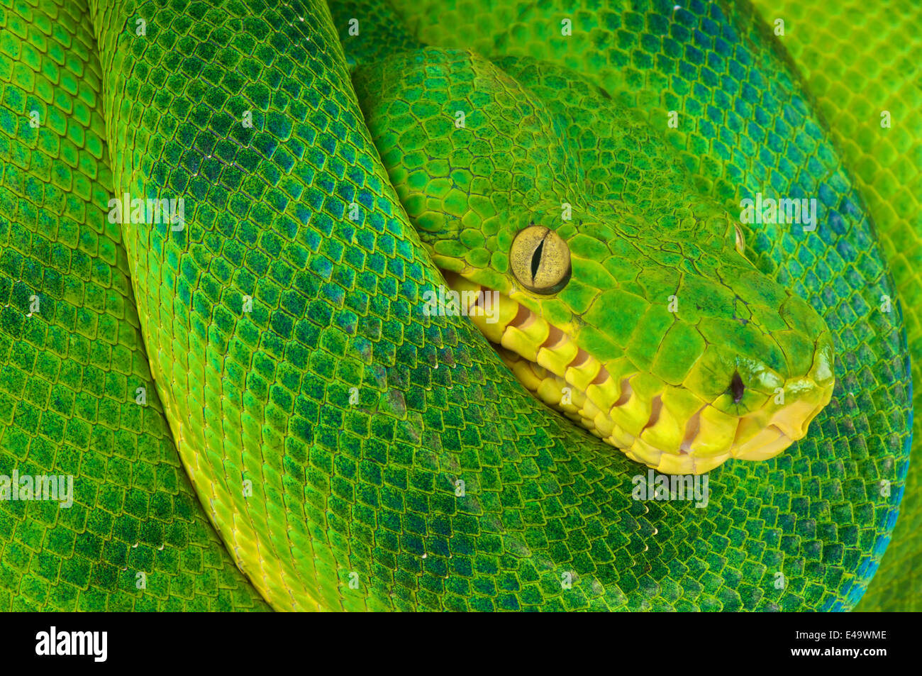 Smaragd Baum Boa / Corallus Caninus Stockfoto
