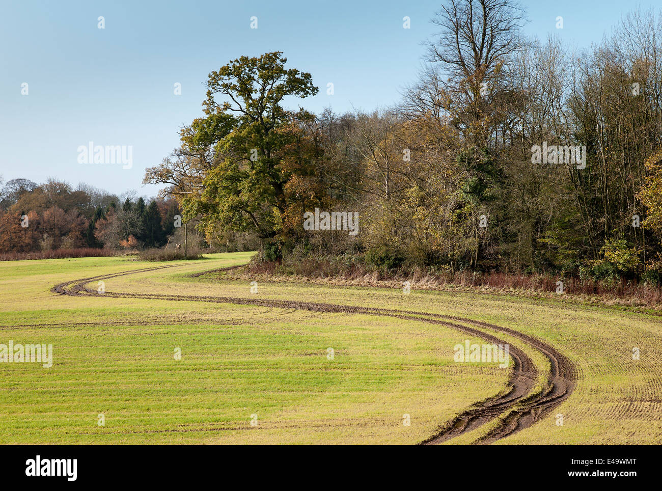 Eine gebogene schlammige Farm verfolgen in einem Feld von Wiltshire im Frühwinter Stockfoto