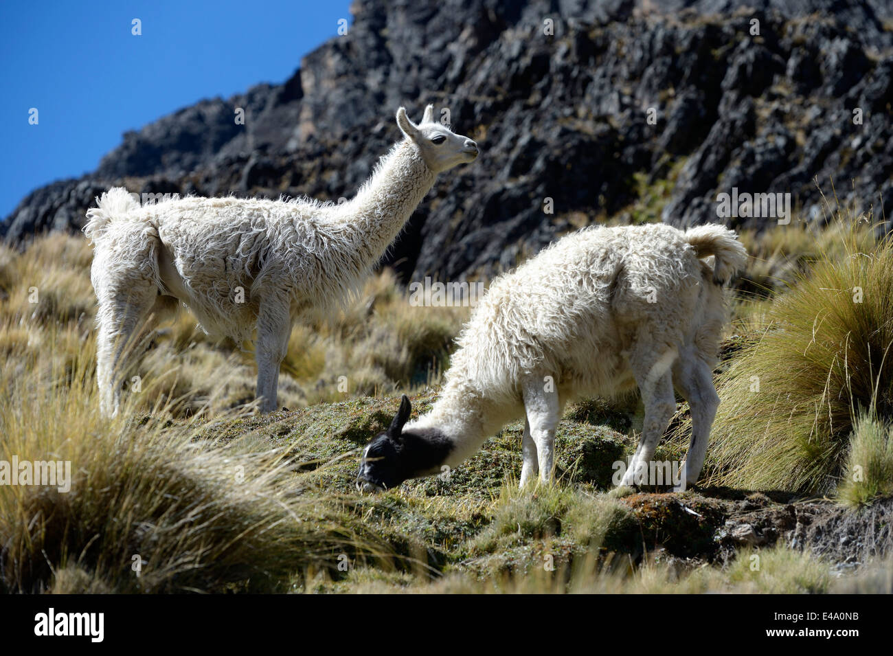 Südamerika, La Paz Department, Altiplano, Lamas Weiden Stockfoto