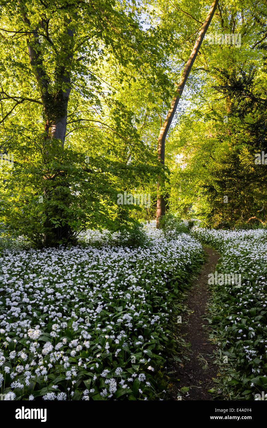 Blumen in einem Wald nahe Badbury Hill, Oxford, Oxfordshire, England, Vereinigtes Königreich, Europa Stockfoto