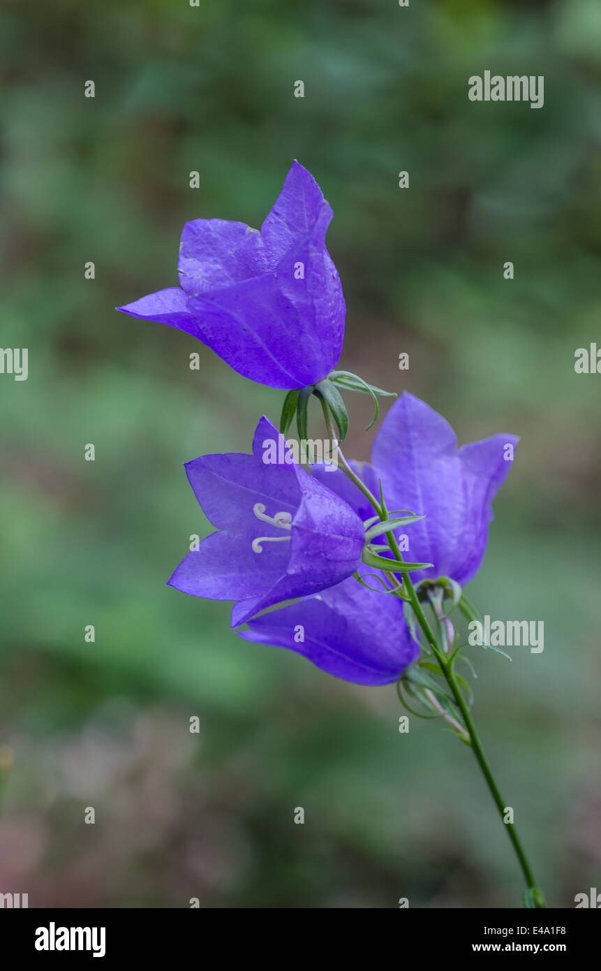 Closeup, Glockenblume auf grünem Hintergrund Stockfoto