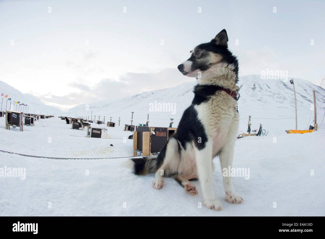 Husky Schlittenhunde Betrieb, wo jeder Hund seinen eigenen Zwinger erhöht über dem Boden, Bolterdalen, Svalbard, Arktis, Norwegen hat Stockfoto