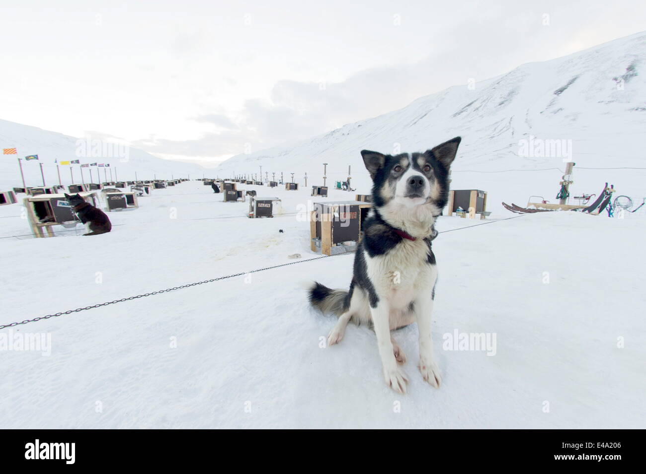 Husky Schlittenhunde Betrieb, wo jeder Hund seinen eigenen Zwinger erhöht über dem Boden, Bolterdalen, Svalbard, Arktis, Norwegen hat Stockfoto