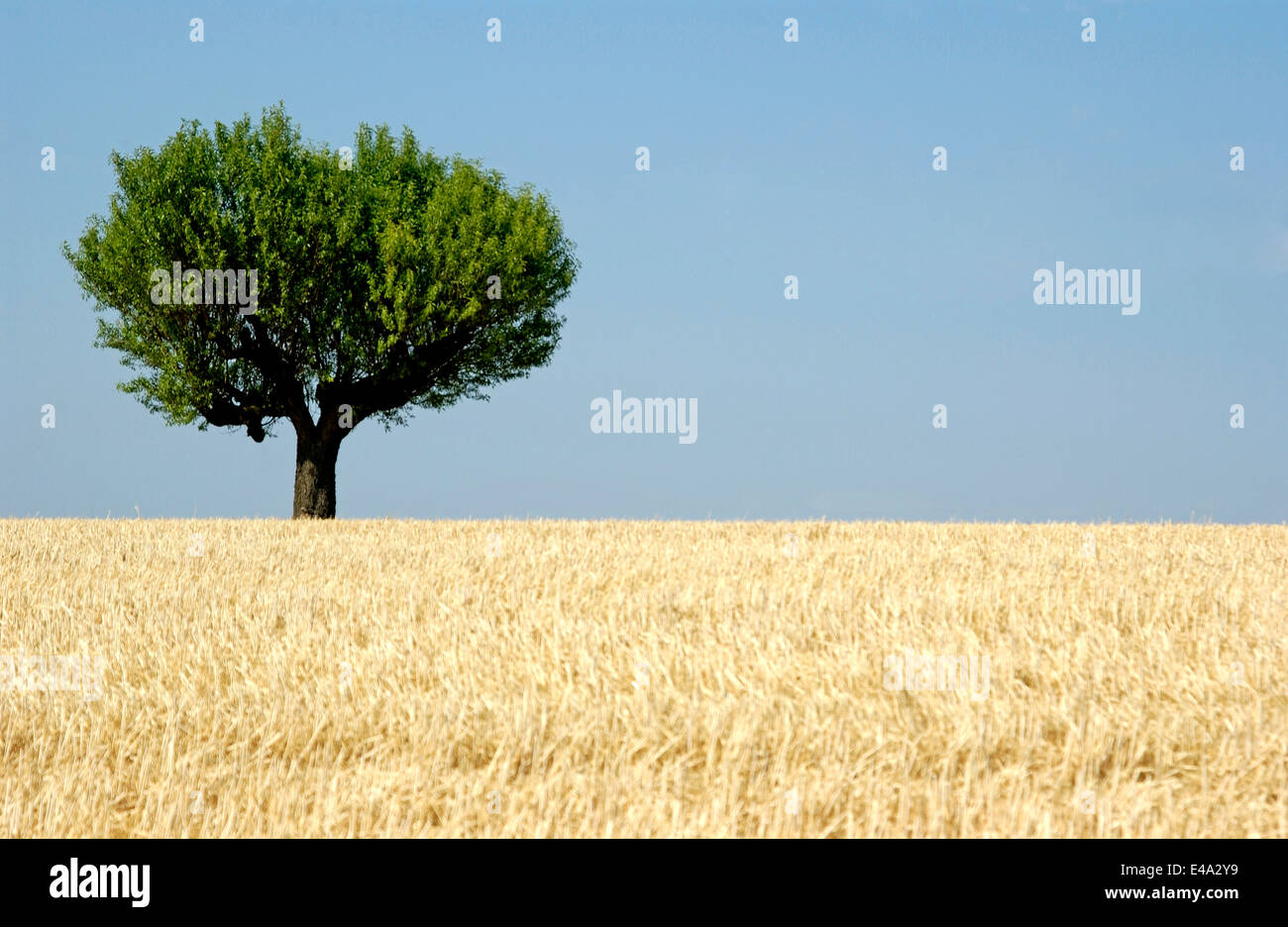 Olivenbaum auf einem Weizenfeld in der Provence, Frankreich, im Sommer mit blauem Himmel Stockfoto