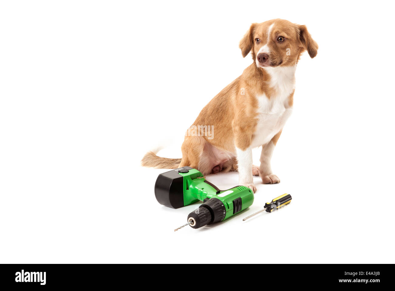 Porträt des Hundes mit Bohr Maschine und Schraubenzieher isoliert auf weißem Hintergrund Stockfoto