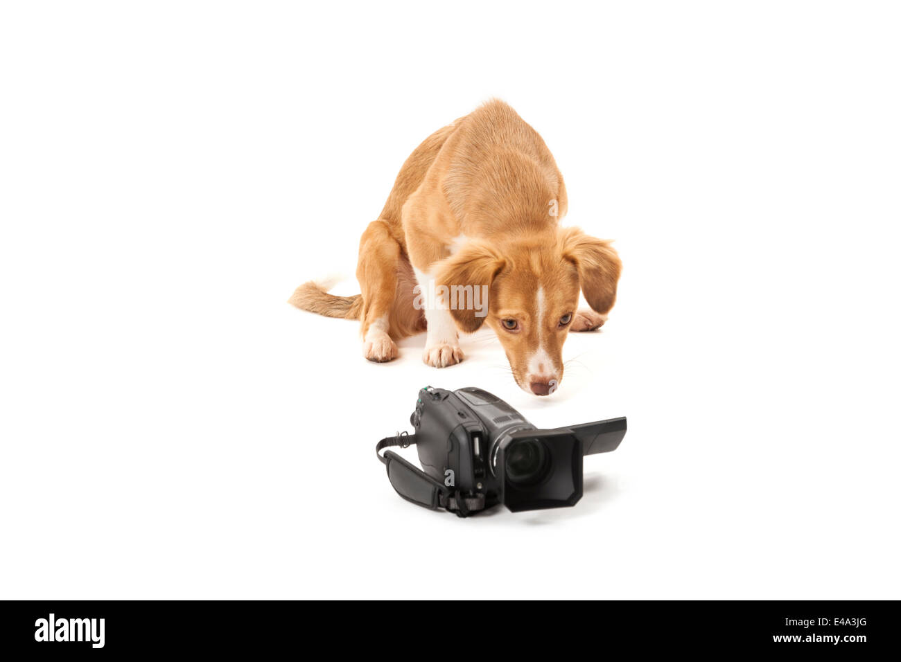 Porträt des Hundes betrachtet man Camcorder isoliert auf weißem Hintergrund Stockfoto