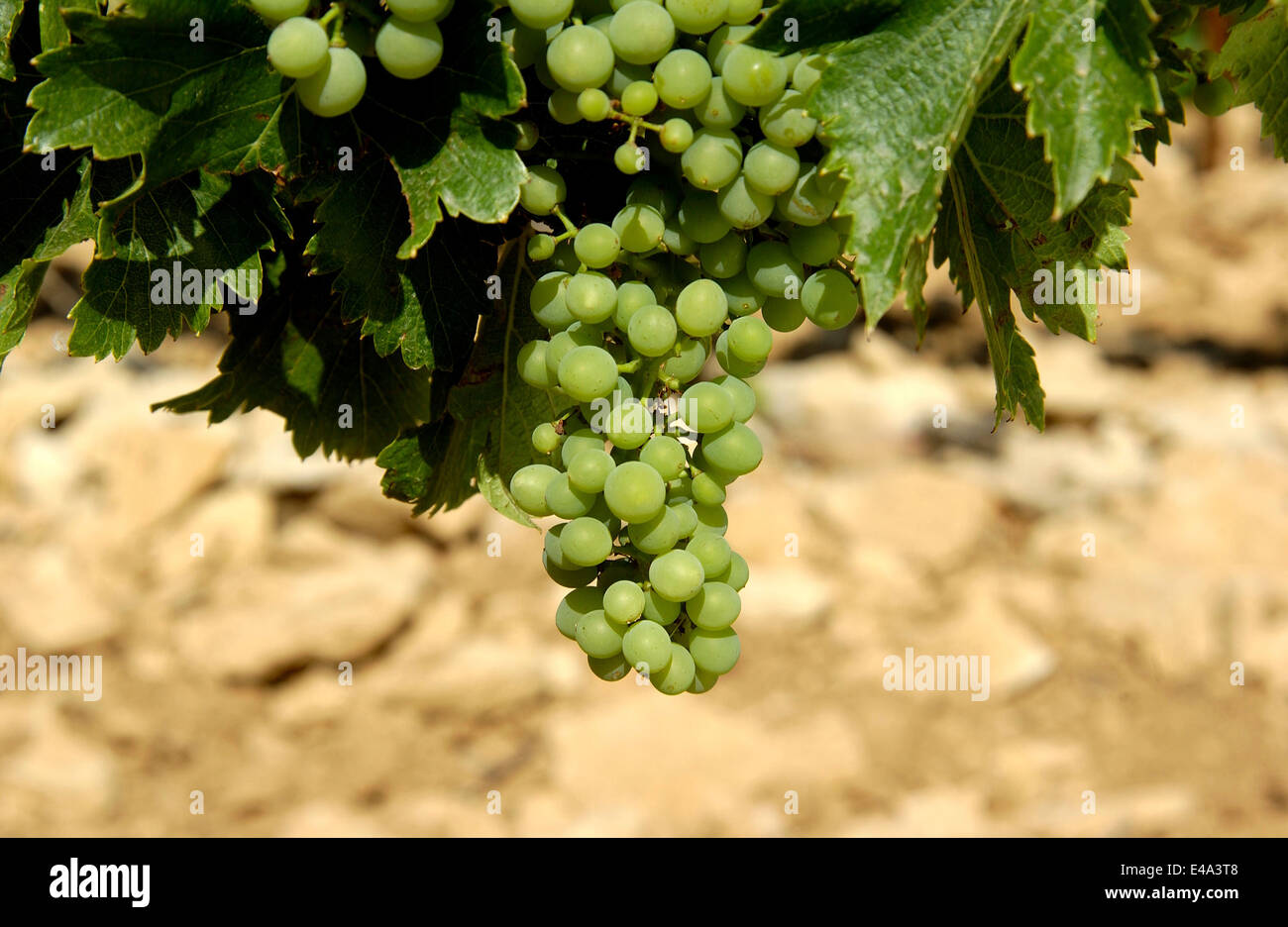 Grüne Traube am Weinstock, Côtes du Rhône, Frankreich Stockfoto