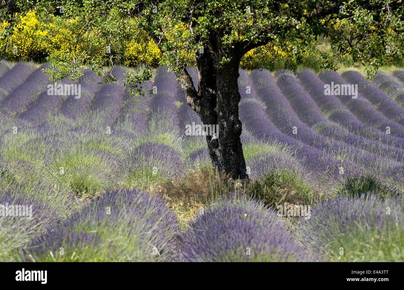 Schöne blühende Lavendel Feld in Valensole Region der Provence, Frankreich in der Sommersaison Stockfoto