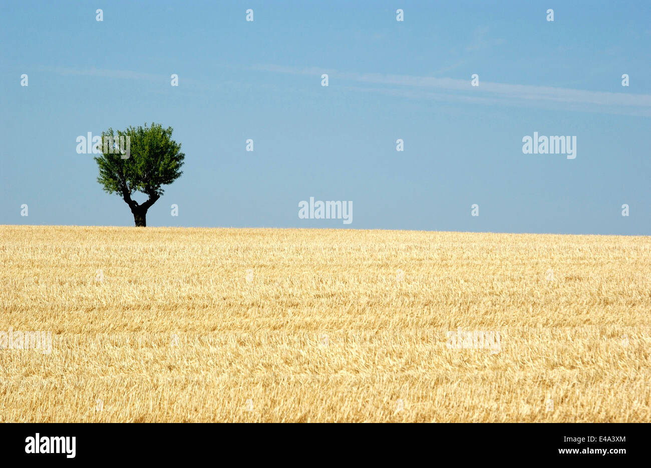 Einsamer Olivenbaum in einem Weizenfeld mit blauem Himmel, Provence, Frankreich im Sommer Stockfoto