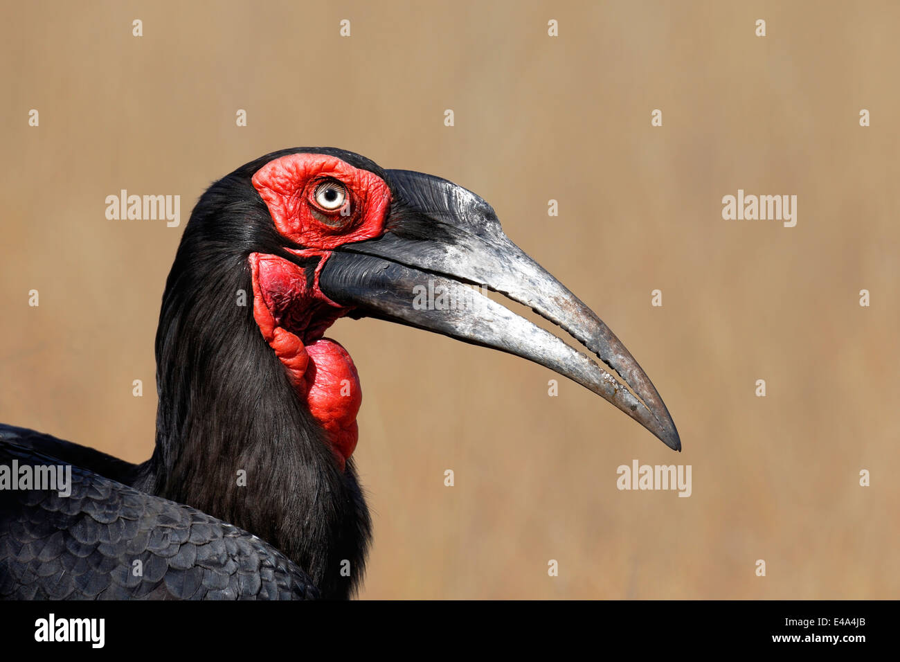 Südliche Hornrabe (Bucorvus Leadbeateri) Porträt - Kruger National Park (Südafrika) Stockfoto