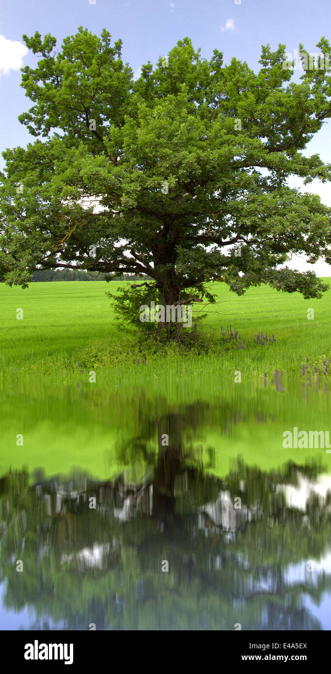 Baum wächst in der Mitte des Feldes und spiegelt sich im Wasser Stockfoto