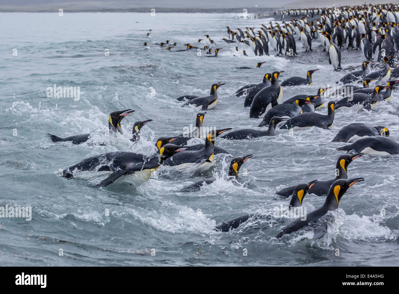 Königspinguine (Aptenodytes Patagonicus) Rückkehr aus dem Meer bei Salisbury Plain, Südgeorgien, UK Overseas Protektorat Stockfoto