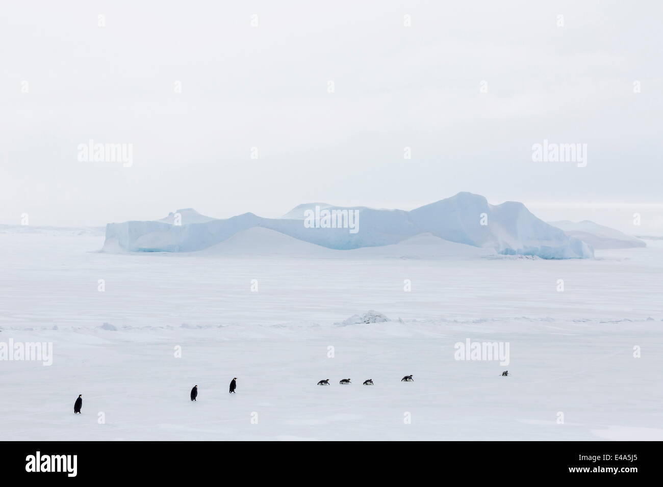 Kaiserpinguine (Aptenodytes Forsteri) marschieren über Meereis auf Snow Hill Island, Weddellmeer, Antarktis, Polarregionen Stockfoto