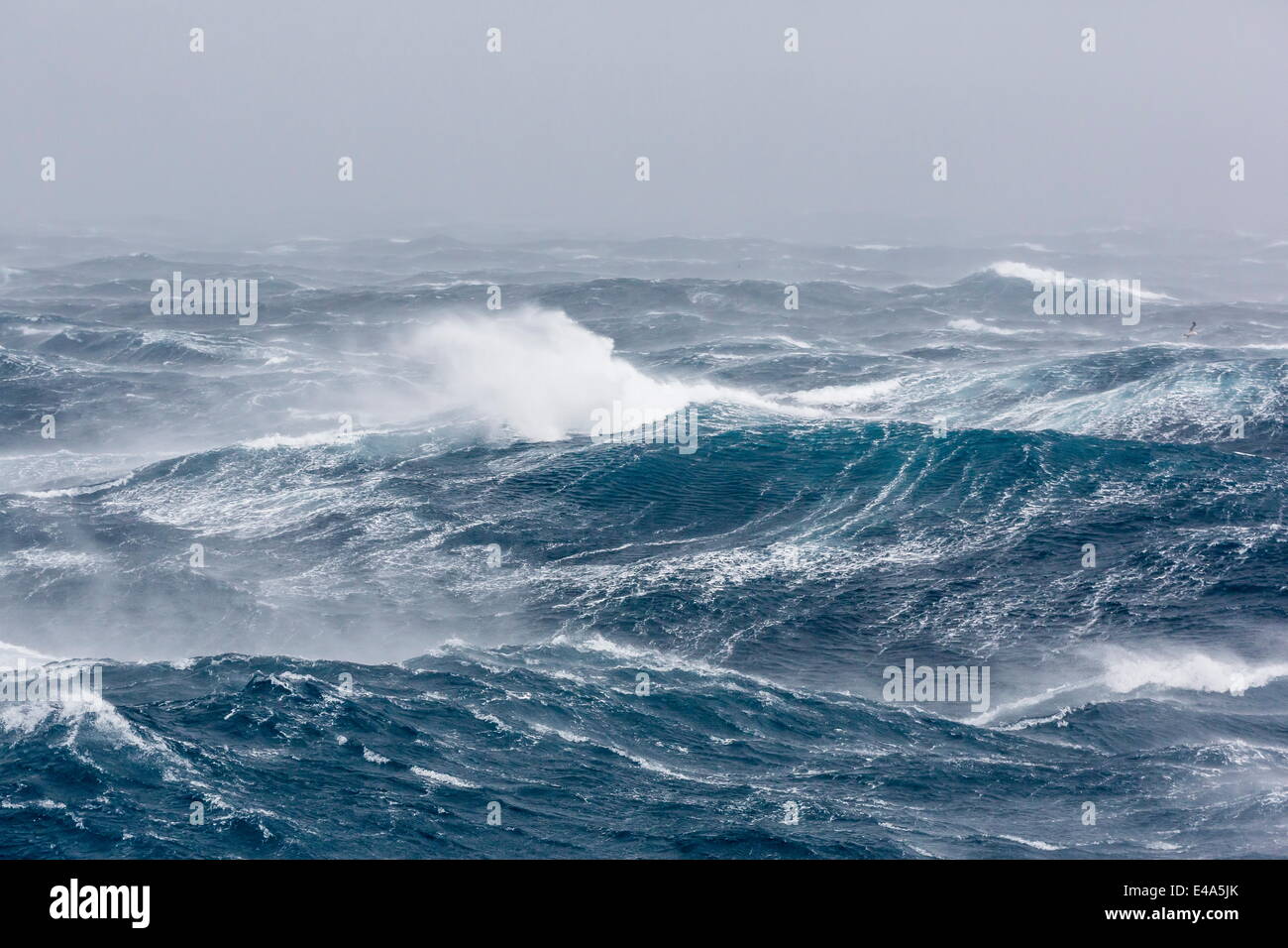 Gale Force Westwinde bauen große Wellen in den Polarregionen der Drake-Passage, Antarktis, Stockfoto