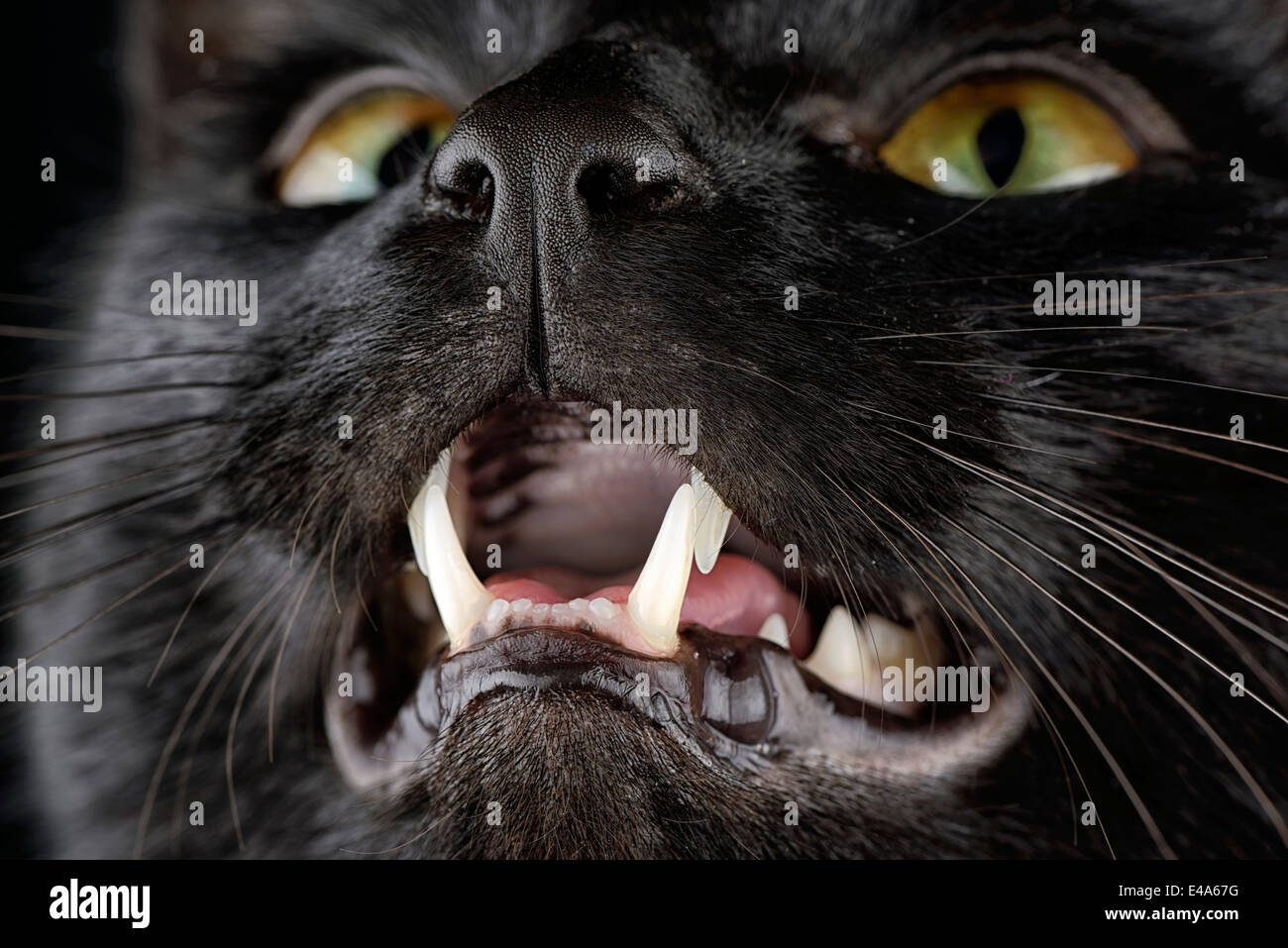 Porträt der schwarzen Katze, Felis Silvestris Catus, mit geöffneten Mund, Teilansicht Stockfoto