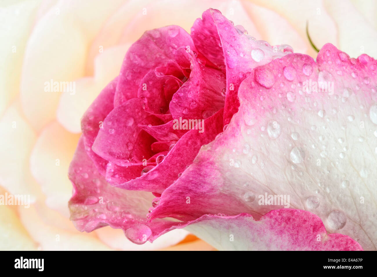 Blüte rosa weiße rose, Rosa, mit Wasser Tropfen, Nahaufnahme Stockfoto