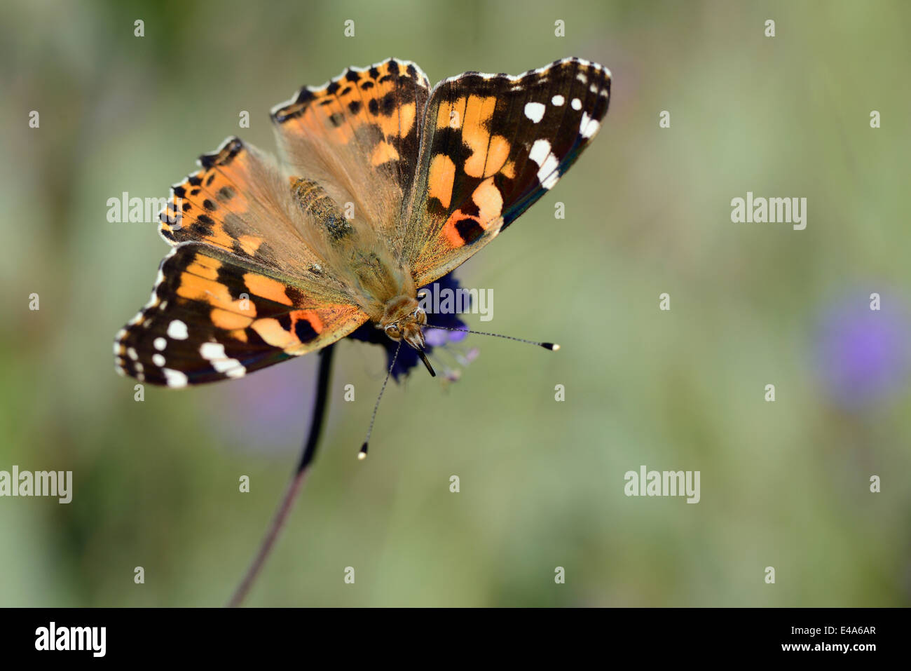 Deutschland, Distelfalter Schmetterling, Vanessa Cardui, sitzen auf Anlage Stockfoto