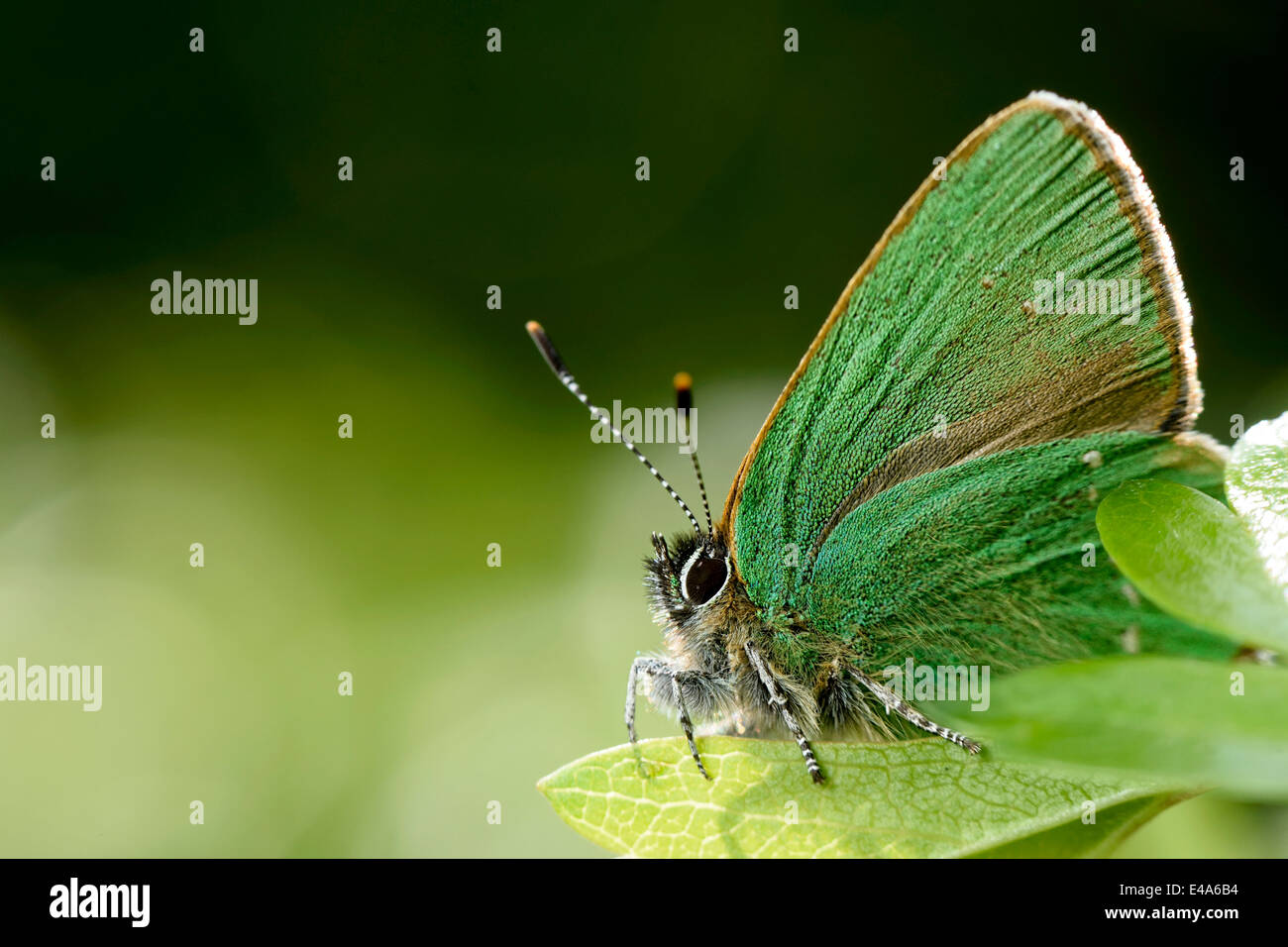 Deutschland, grüner Zipfelfalter Schmetterling, Callophrys Rubi, sitzen auf Anlage Stockfoto