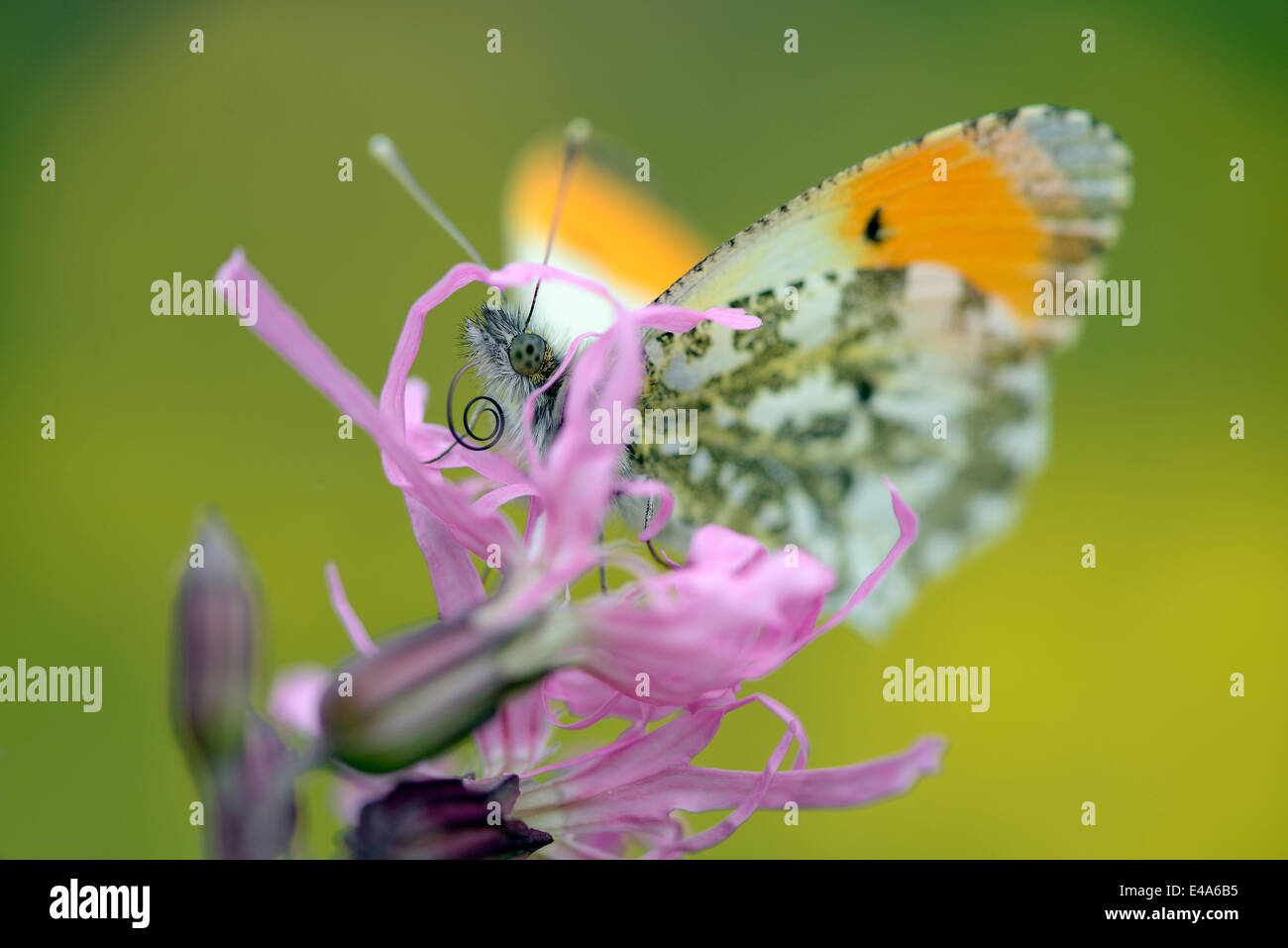 Deutschland, Orange Tipp Schmetterling, Anthocharis Cardamines, sitzen auf Blume Stockfoto