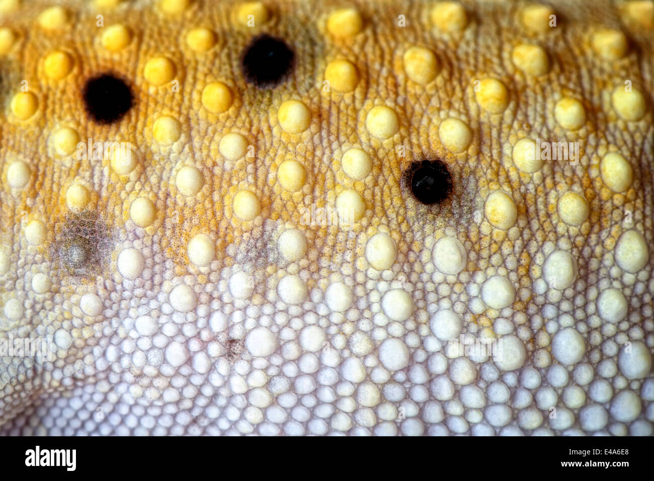 Haut des Leopardgecko, Eublepharis Macularius, detail Stockfoto