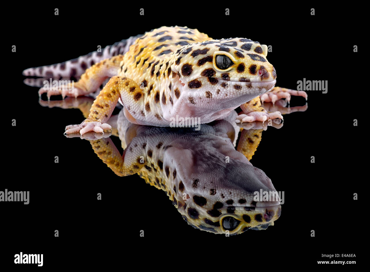 Leopardgecko, Eublepharis Macularius, mit Reflexion auf schwarzem Hintergrund Stockfoto