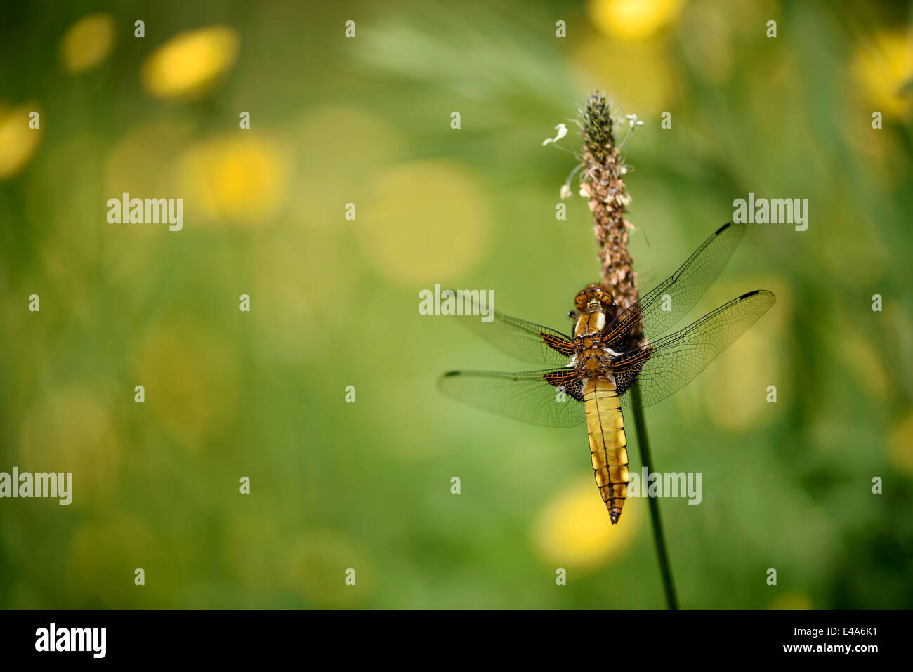 Breit-bodied Chaser, Libellula depressa Stockfoto