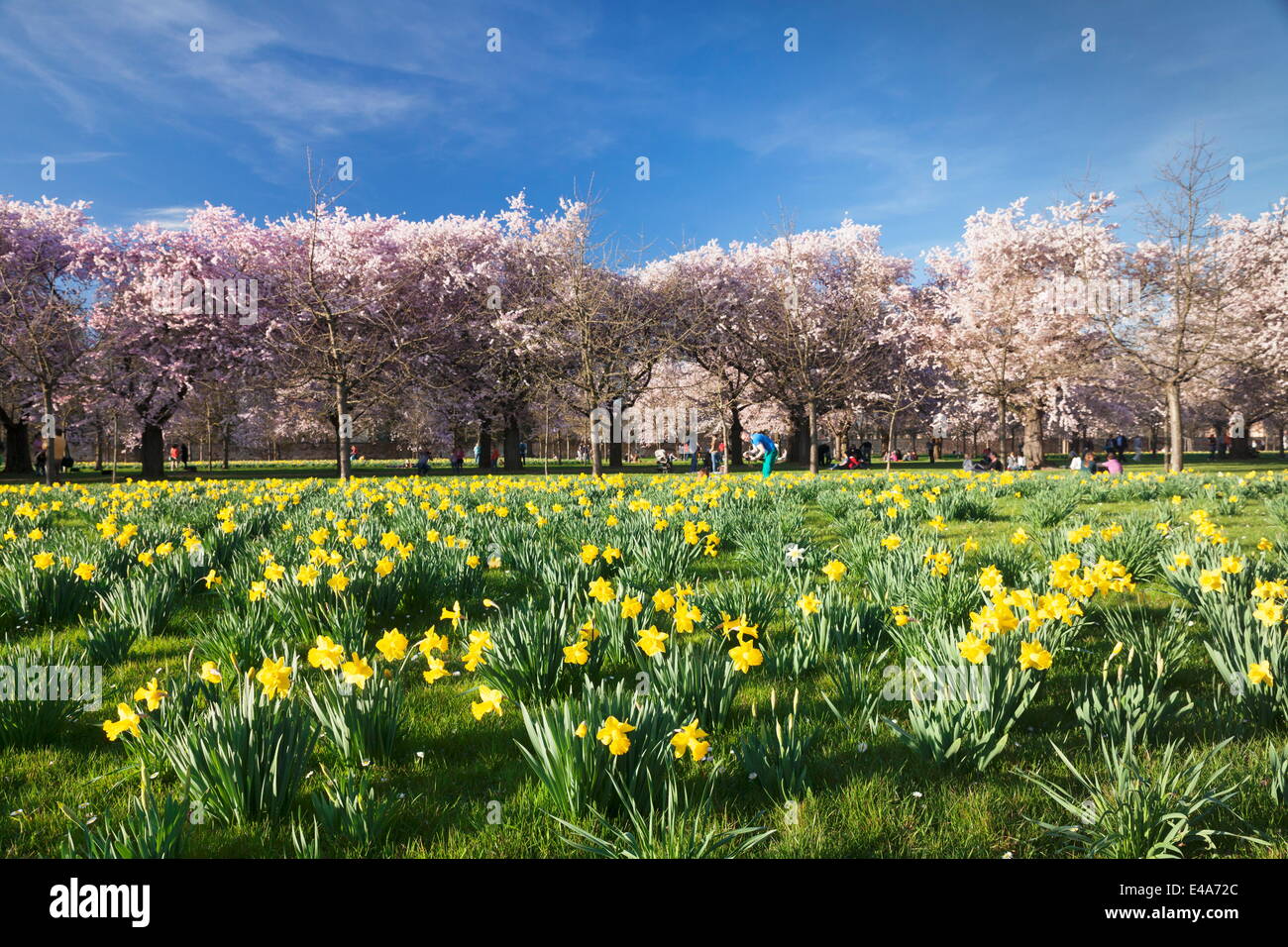 Kirschblüte und Narzissen blühen, Schlossgarten, Schloss Schwetzingen Schloss, Schwetzingen, Baden-Württemberg, Deutschland Stockfoto