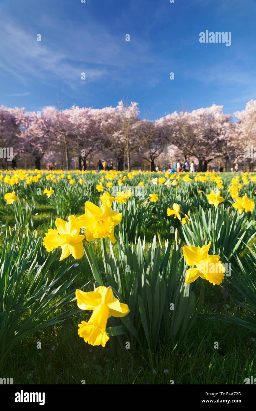 Kirschblüte und Narzissen blühen, Schlossgarten, Schloss Schwetzingen Schloss, Schwetzingen, Baden-Württemberg, Deutschland Stockfoto