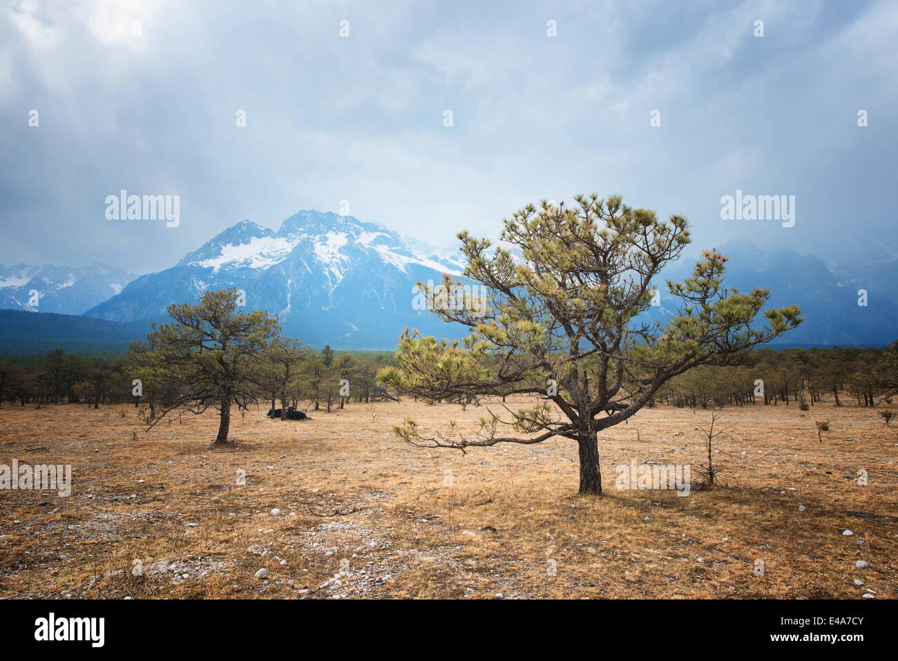 Yunnan-Landschaft mit Jade Dragon Snow Mountain, Bäume und Yaks, Lijiang, Yunnan, China, Asien Stockfoto