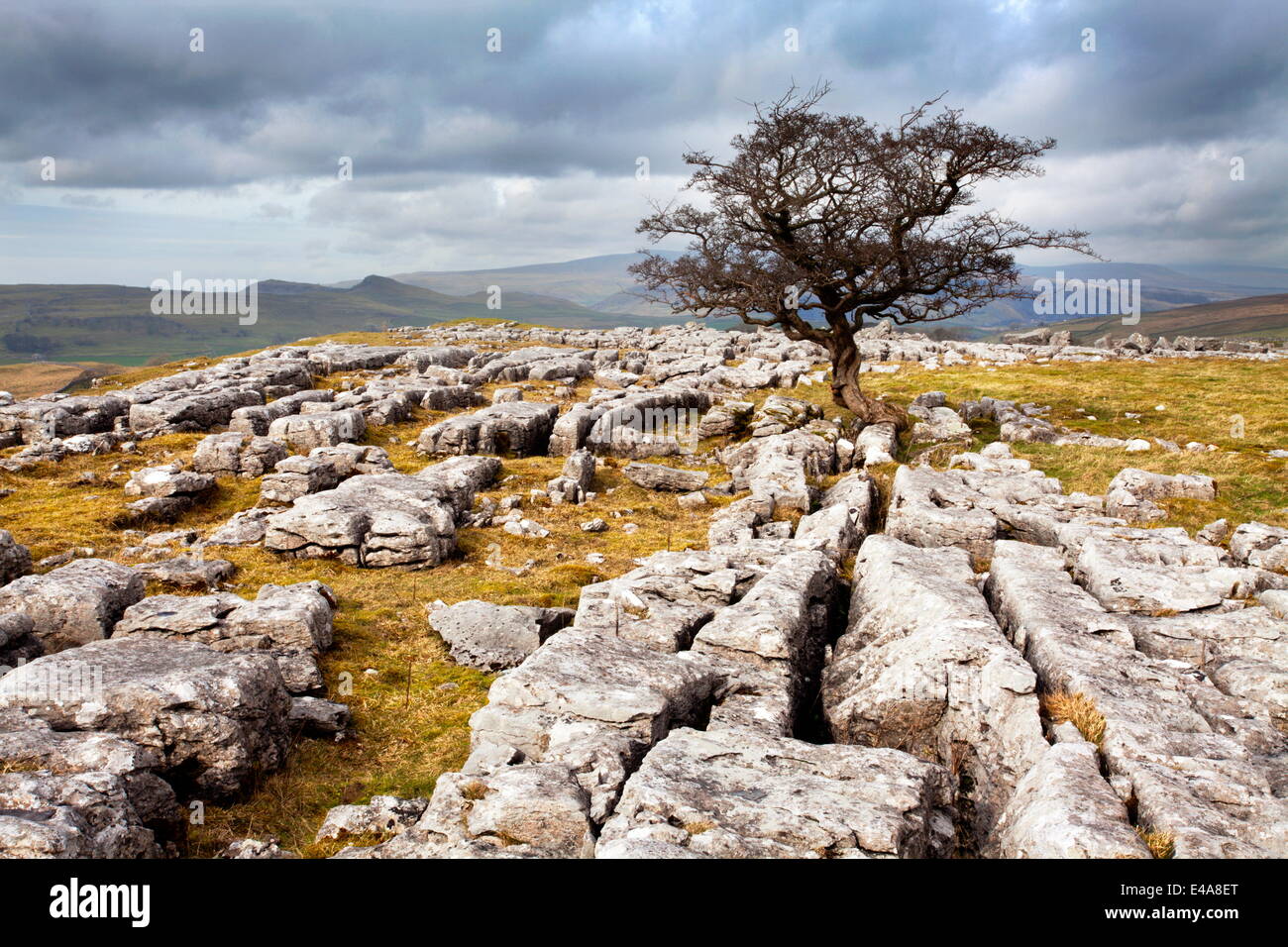 Einsamer Baum bei Winskill Steinen in der Nähe von Settle, Yorkshire Dales, Yorkshire, England, Vereinigtes Königreich, Europa Stockfoto