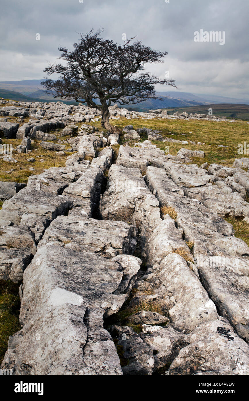 Einsamer Baum bei Winskill Steinen in der Nähe von Settle, Yorkshire Dales, Yorkshire, England, Vereinigtes Königreich, Europa Stockfoto