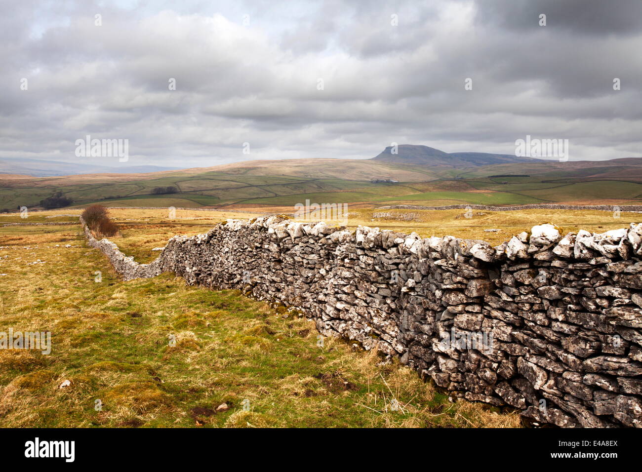 Trockenmauer an Winskill Steinen mit Pen-Y-Gent darüber hinaus, in der Nähe von Settle, Yorkshire Dales, Yorkshire, England, Vereinigtes Königreich Stockfoto